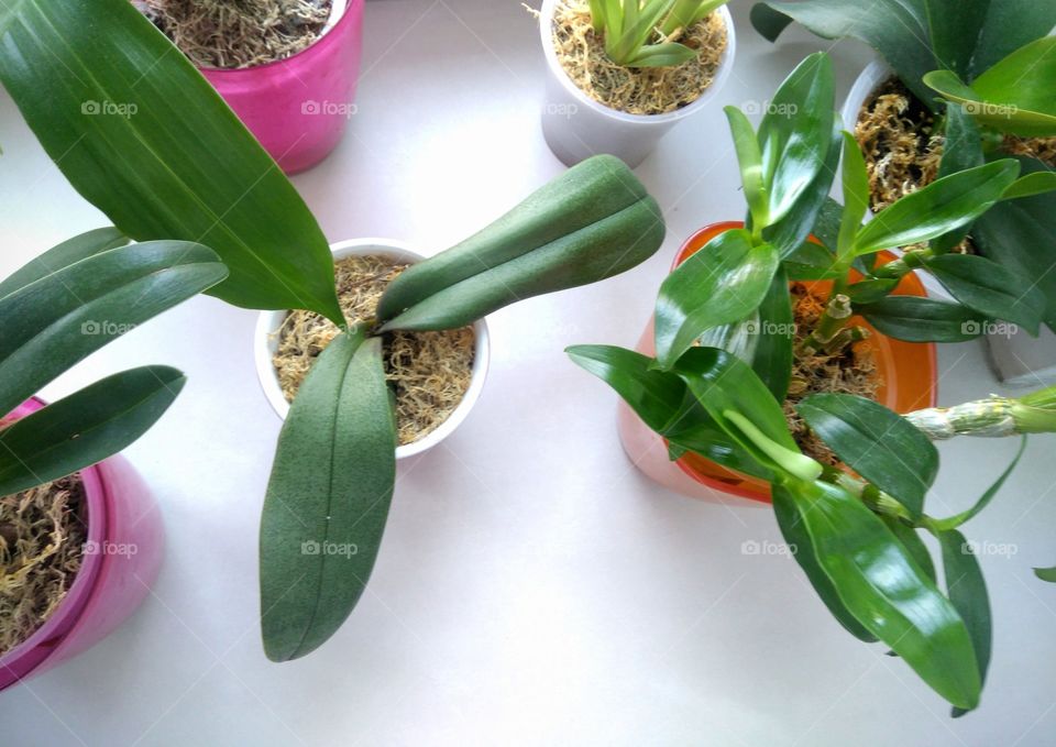 green house plants on a window