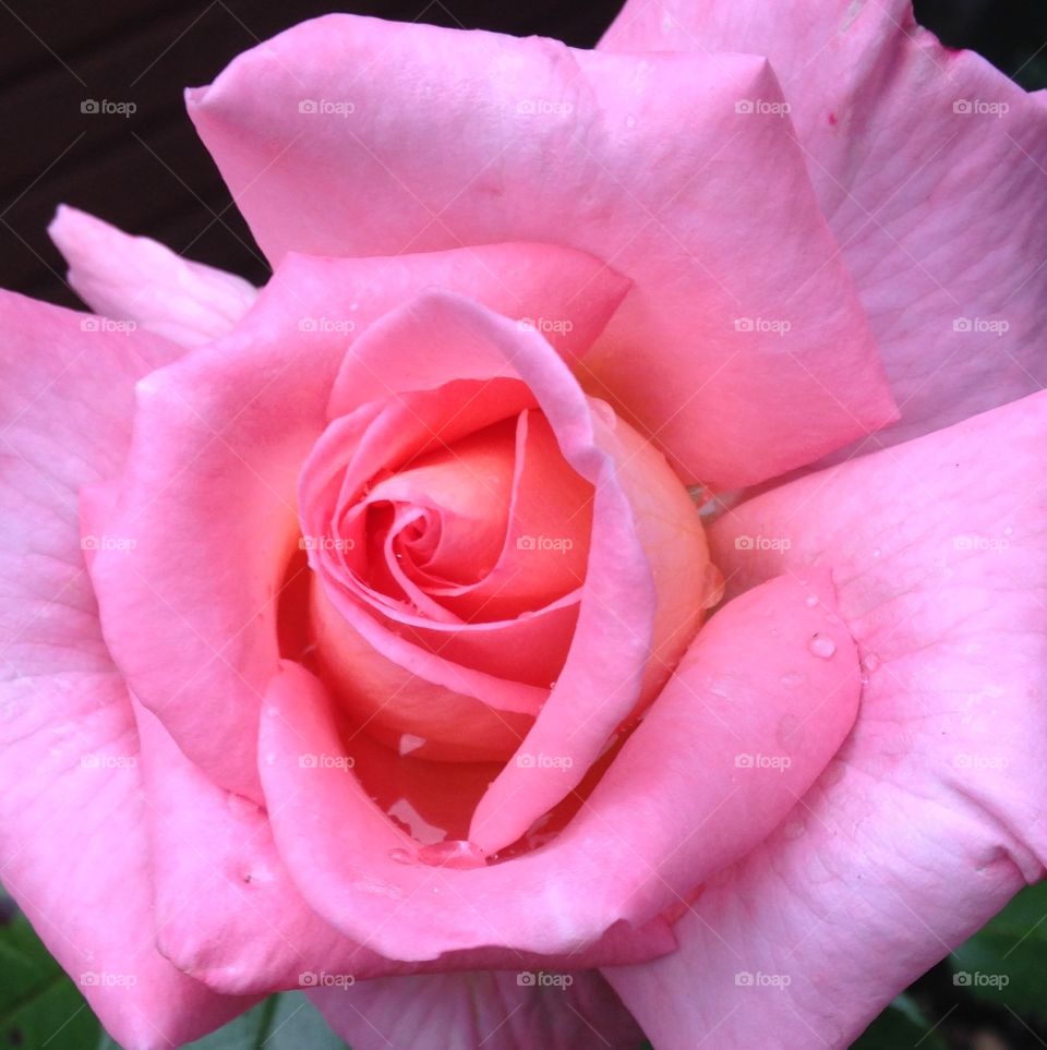 Pink autumn rose