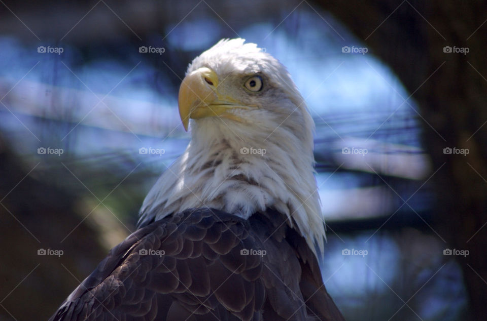 eagle by photoplyr
