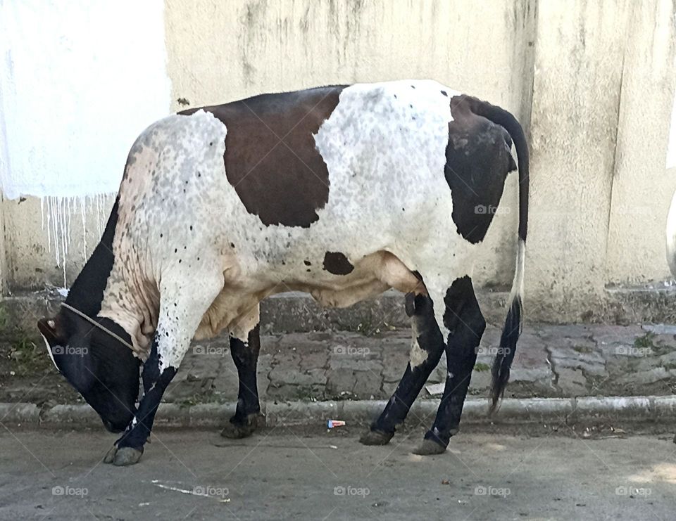 Cow