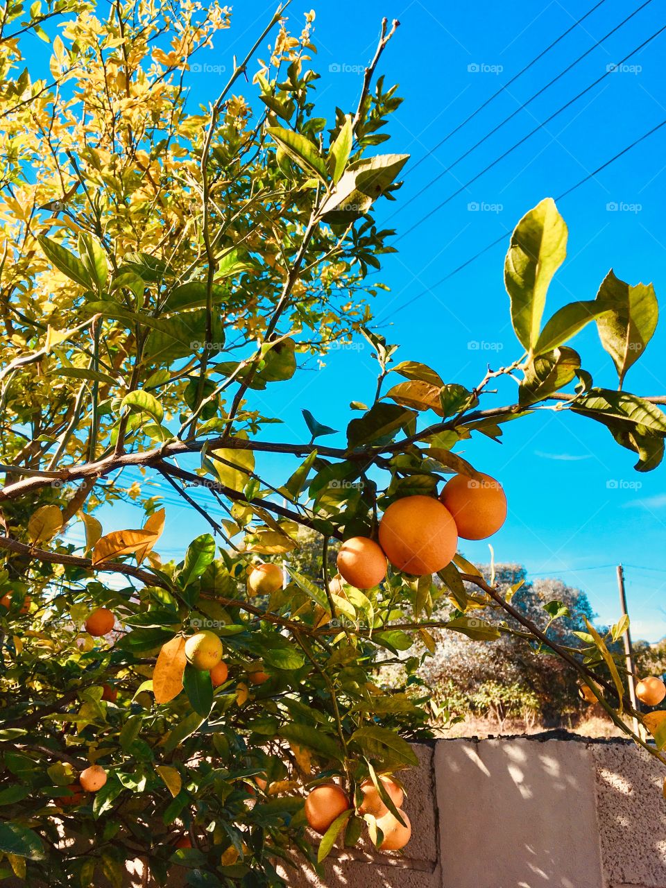 Nosso limoeiro. Quem não gosta de um pezinho de limão no quintal de casa? E viva a limonada. 