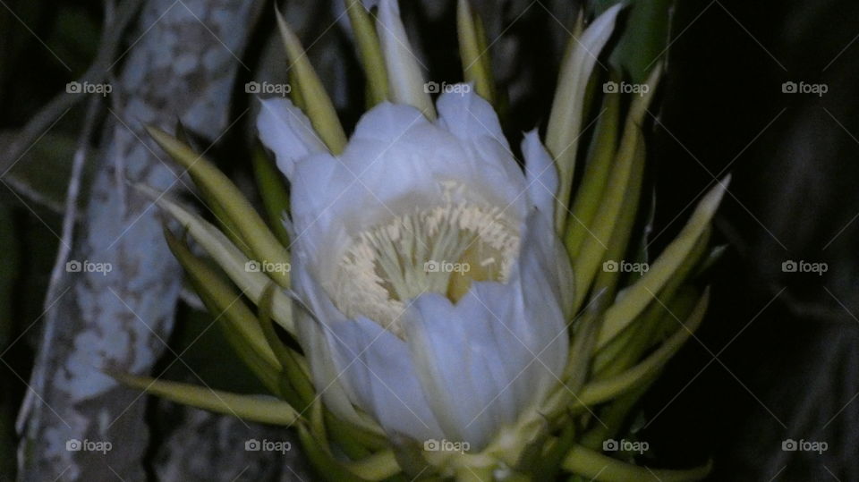 pitaya flower