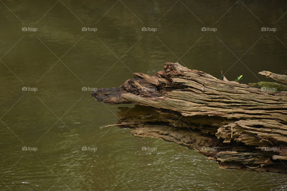 decaying wood in river