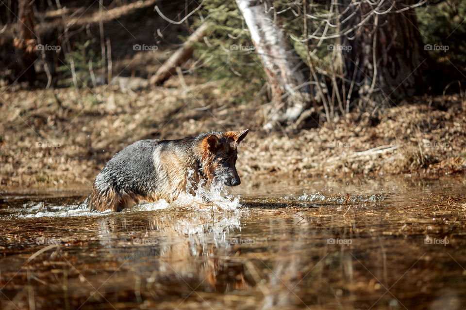 German shepherd dog outdoor have fun in a spring pond 