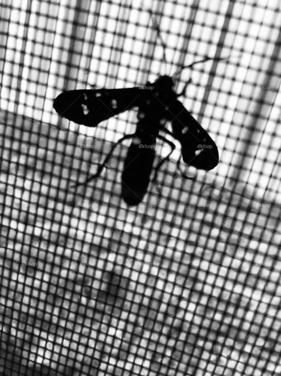 Back and white bug on a screen 