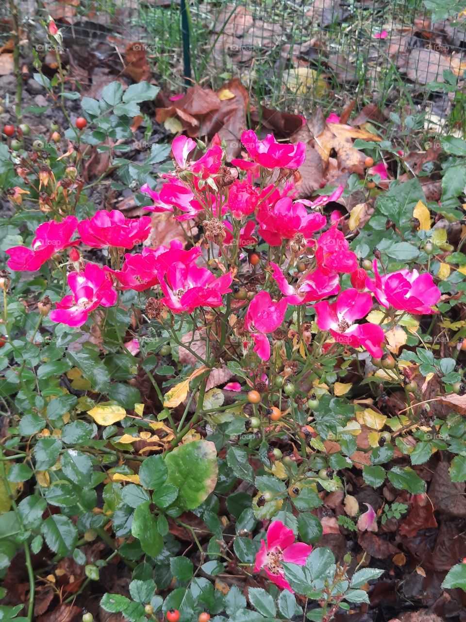 bouquet of autumn  park roses