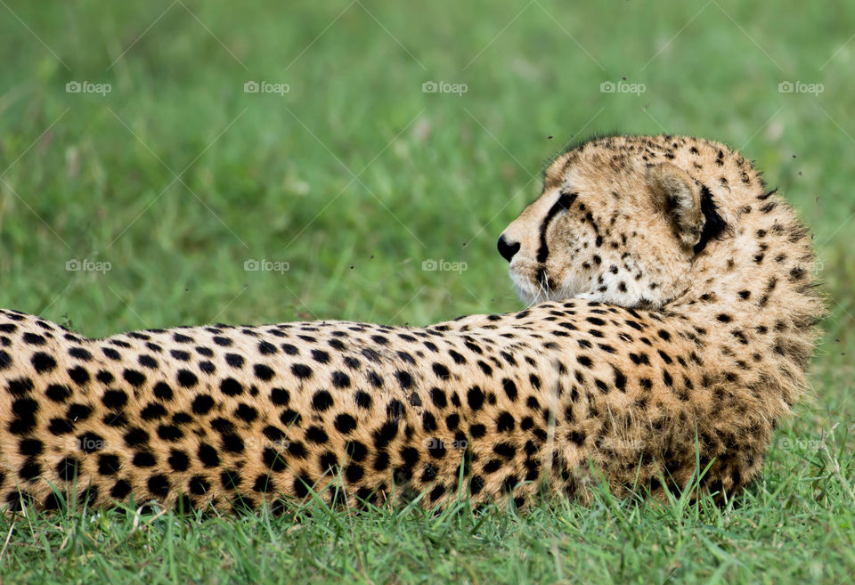 Cheetah from Masai Mara