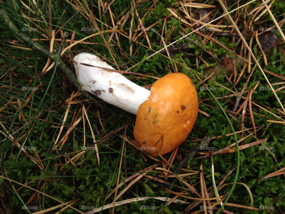 sweden autumn ystad mushroom by liselott