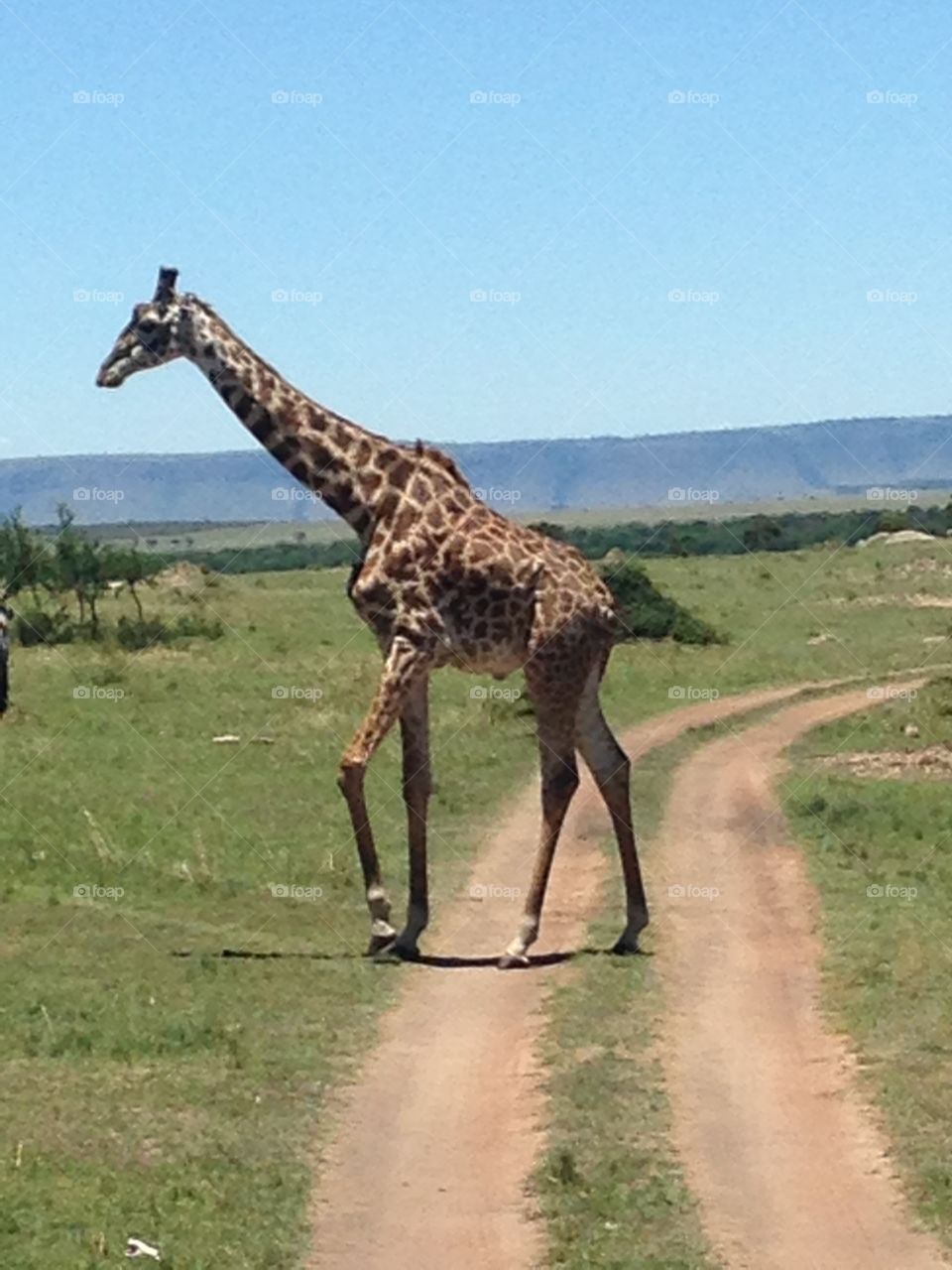 Giraffe crossing our path 