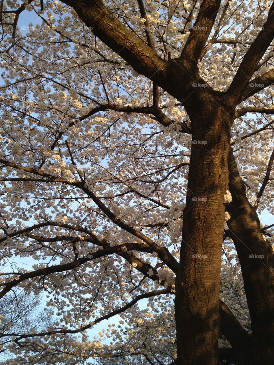 Cherry Blossom Tree