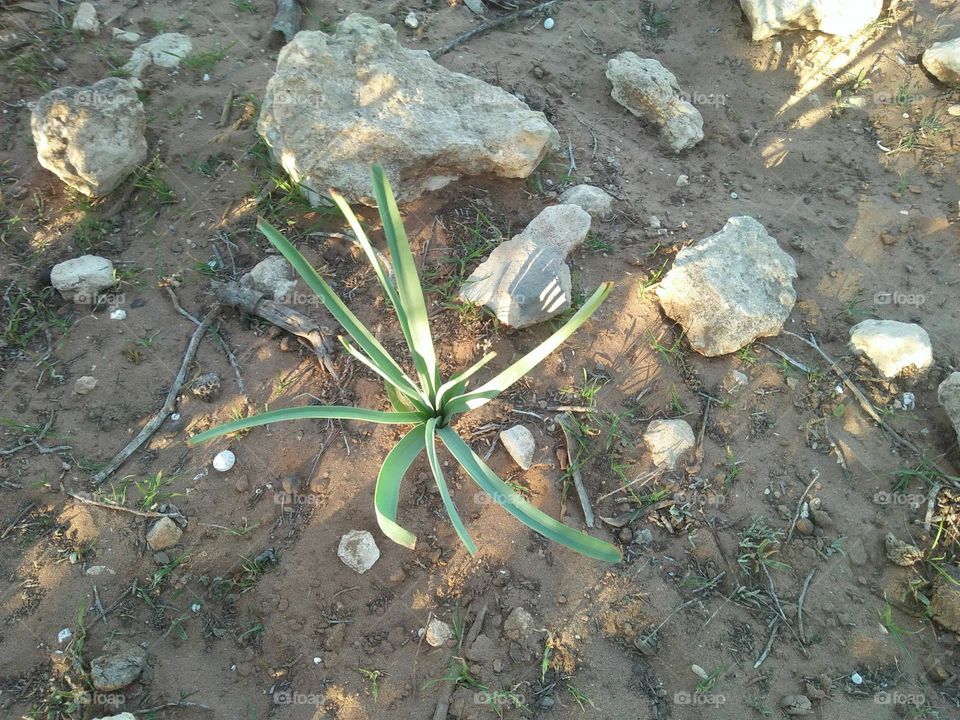 a small green plant grows between sand.