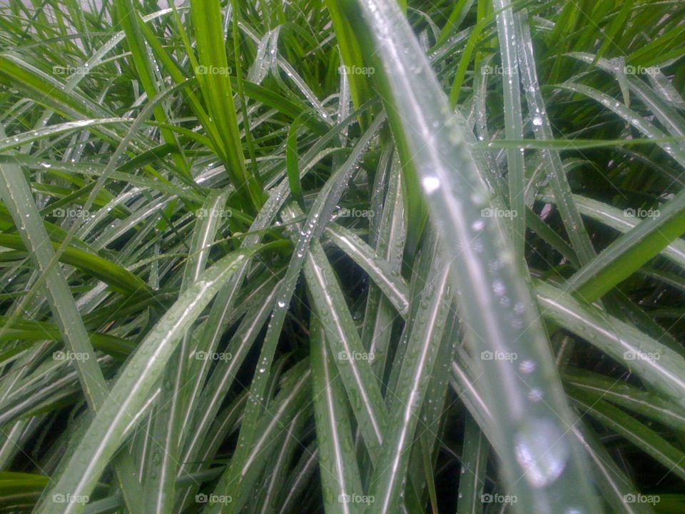 Flora, Leaf, Nature, Grass, No Person