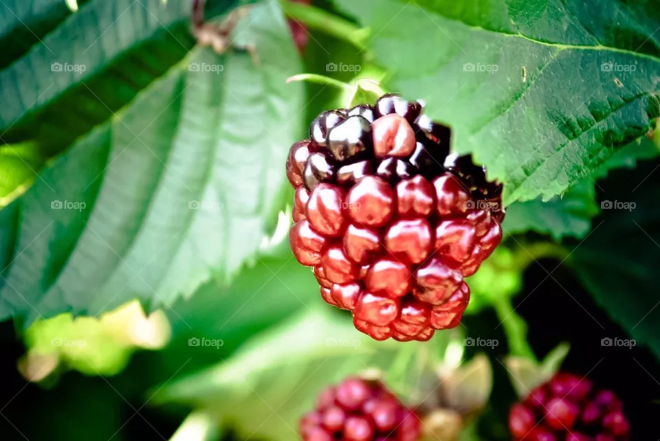 Raspberries