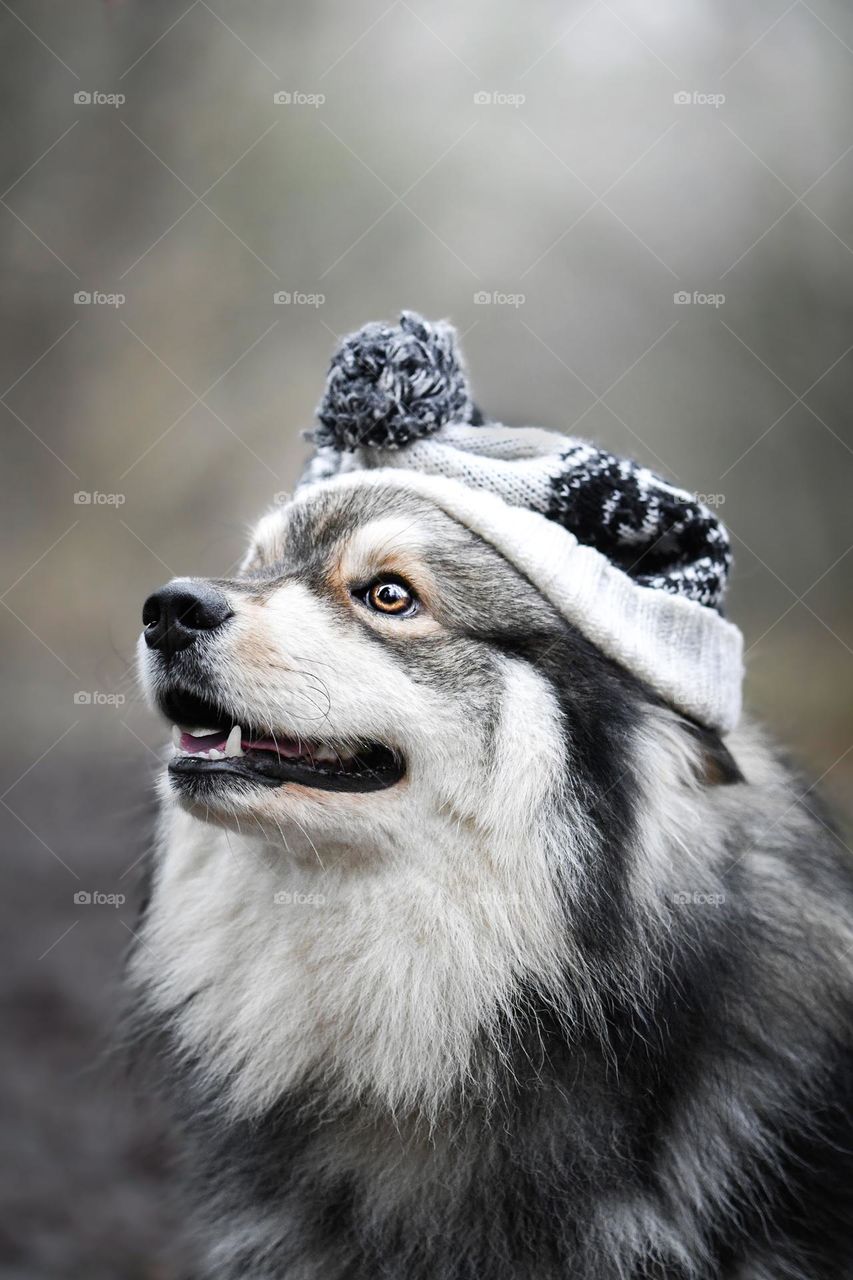 Portrait of a young Finnish Lapphund dog wearing a hat