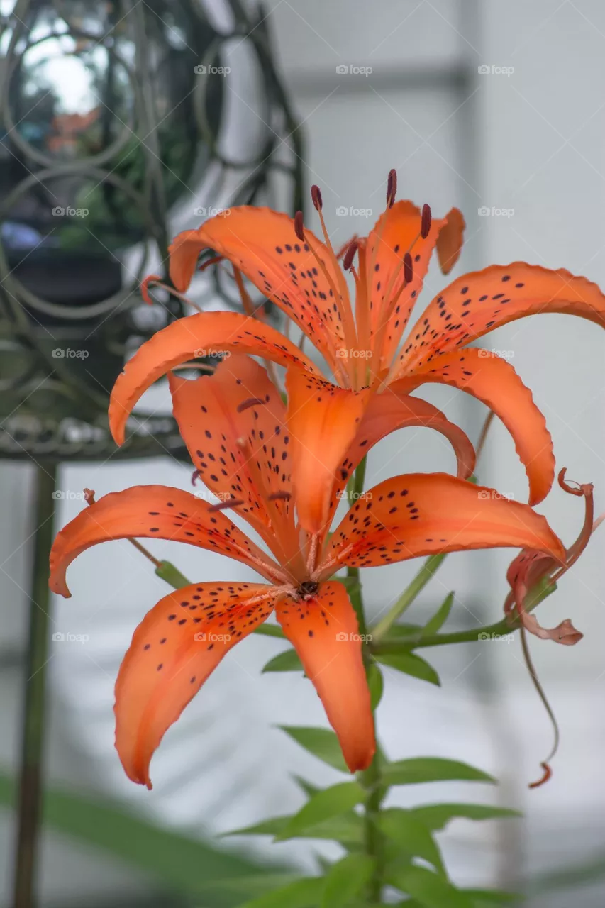 Lily 