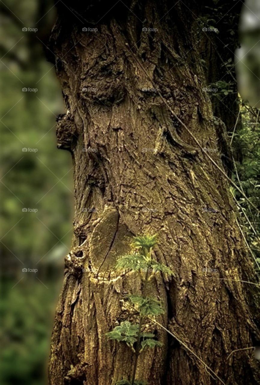 tree with a face