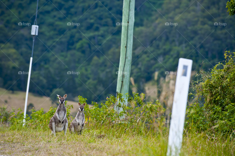 curious kangaroo