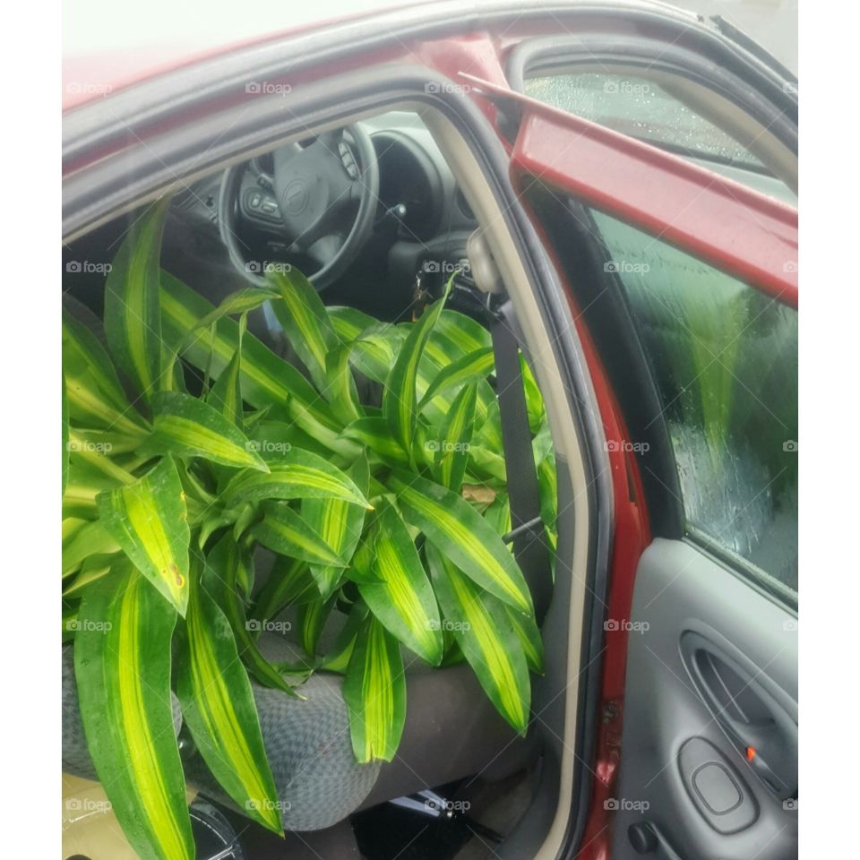 how to put a talk plant in a car