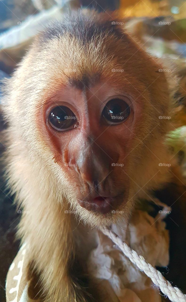 The cutest pets in the world