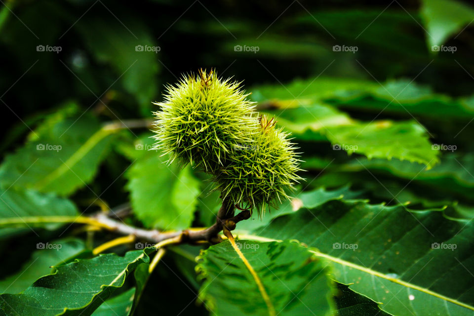 young chestnuts on a background of green leaves