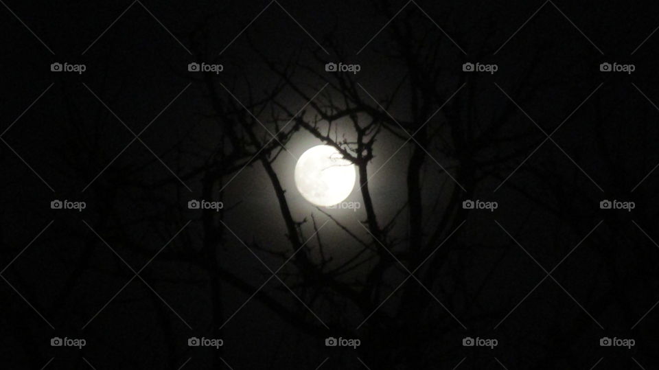 Moon light beautiful night