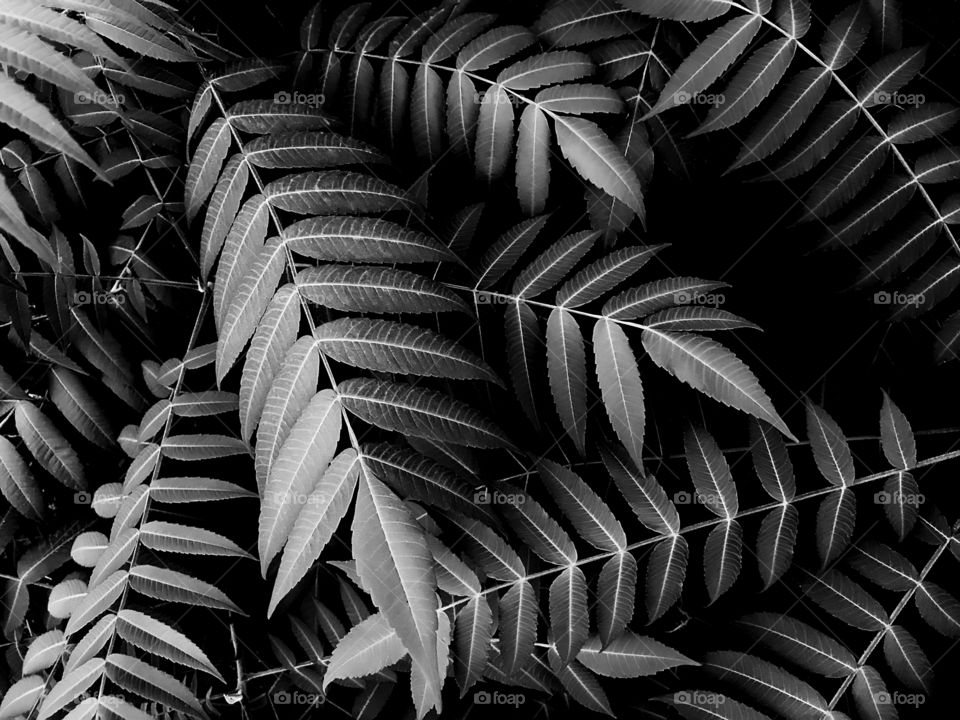 Tropical leaves background 