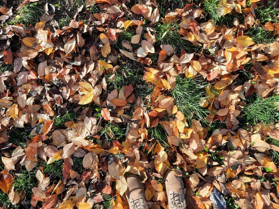 Fallen leaves. Autumn.
