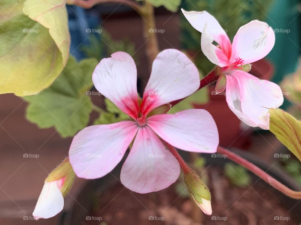 “His cheeks are as a bed of spices, as sweet flowers: His lips like lilies, dropping sweet smelling myrrh.”
Song of Solomon 5:13 KJV