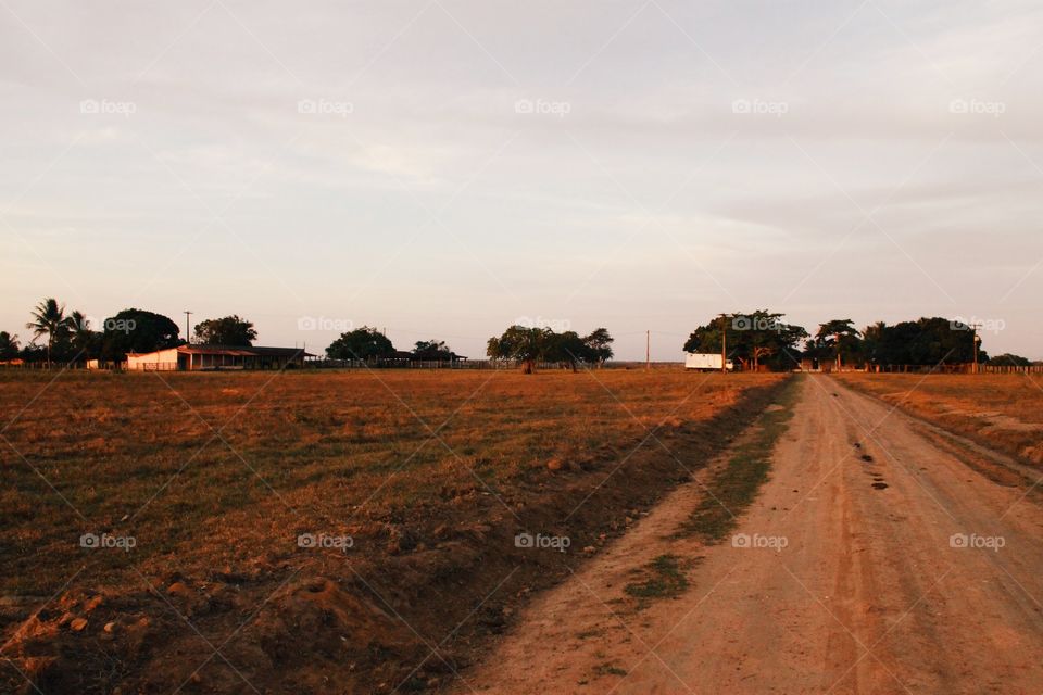 Dirt road crossing grassland