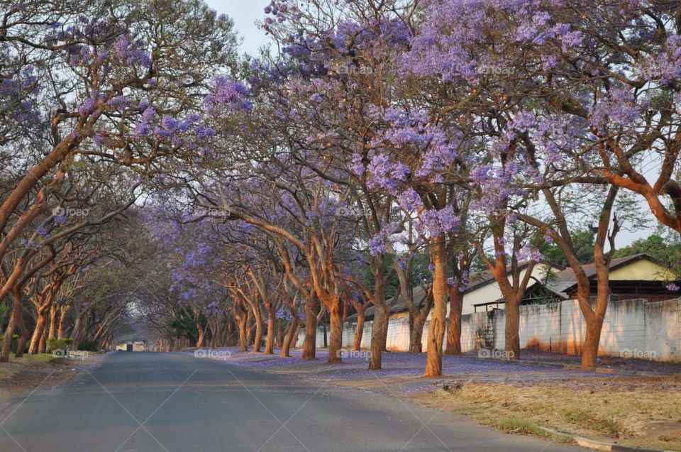 Beautiful blooming tree flowers 