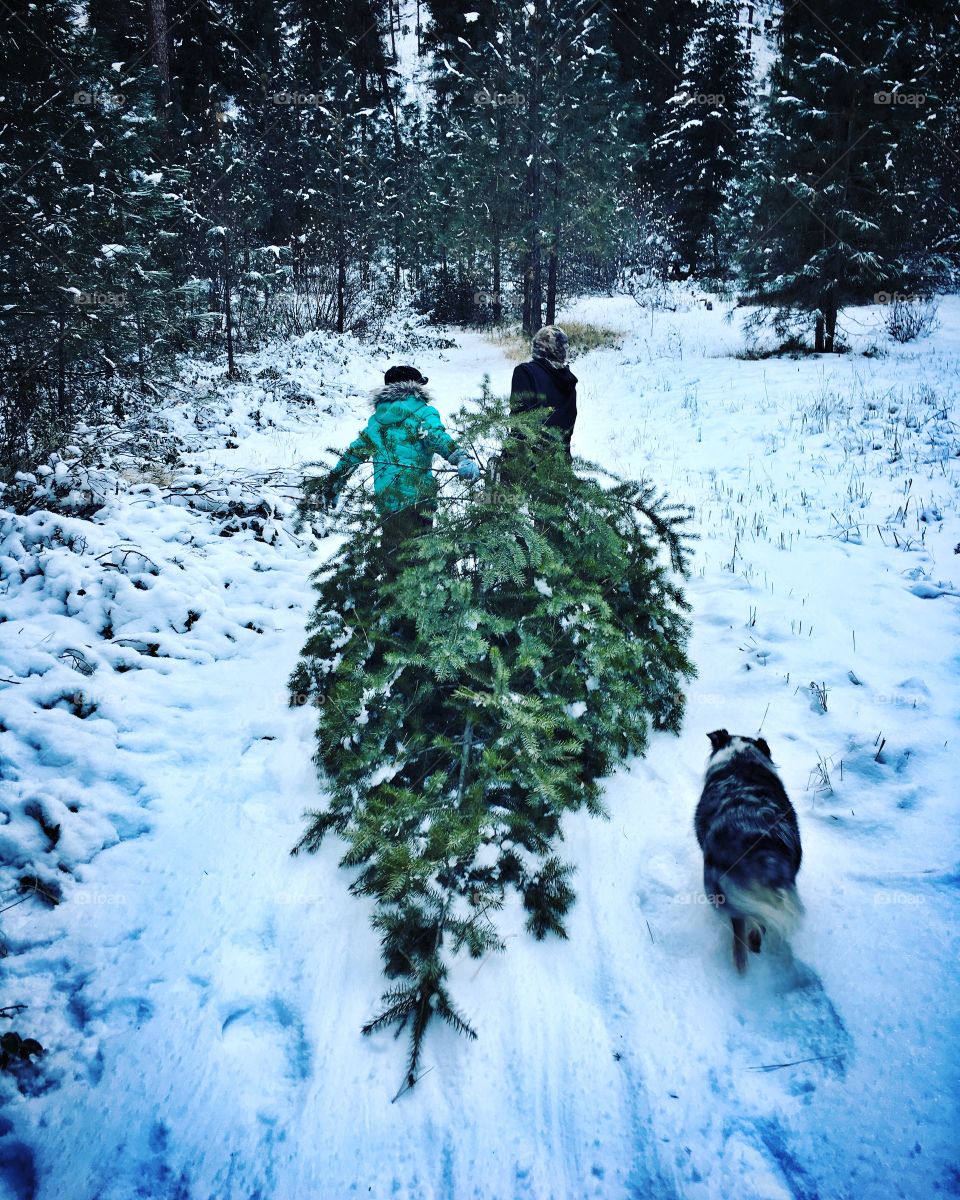 Christmas tradition, tree hunt. Fresh cut trees are the best. 