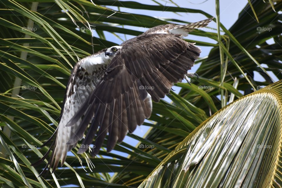 Young osprey taking off