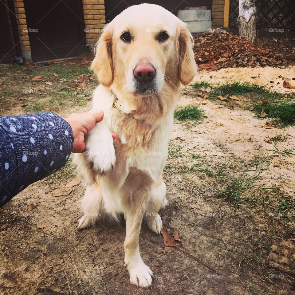 Portrait of a cute dog