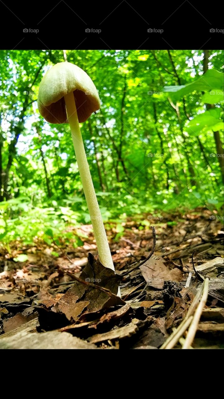 White mushroom versus trees