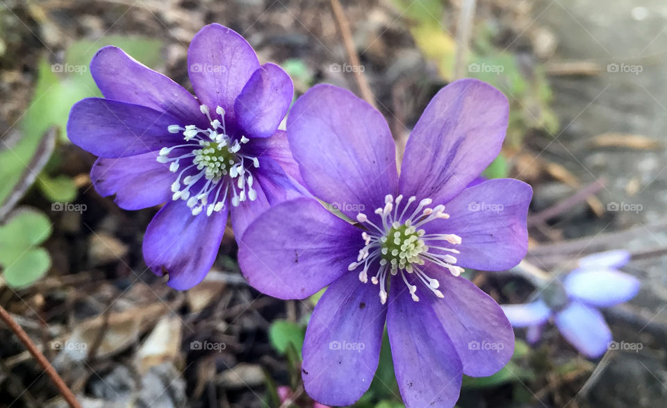 Blue anemone. 