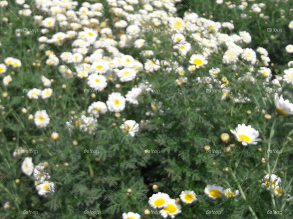 Flower, Flora, Summer, Nature, Hayfield