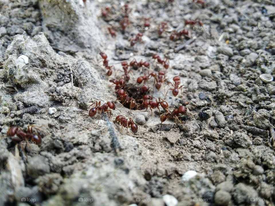 Working Red Ants