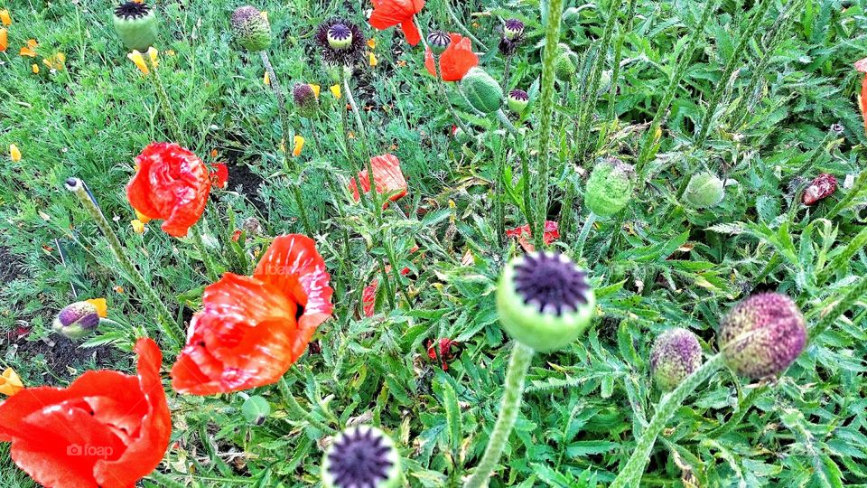 poppy's field . growing wild 