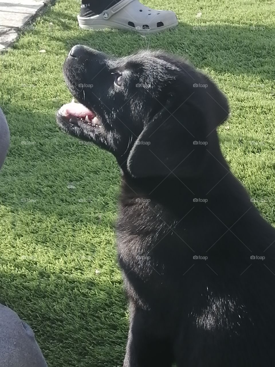 cachorro labrador retriever