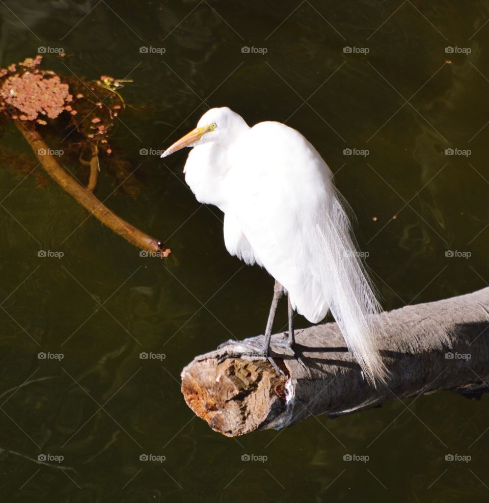 white heron standing on a fallen tree over the water