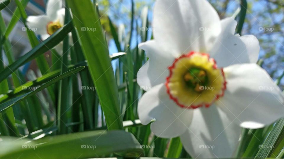 narcissus