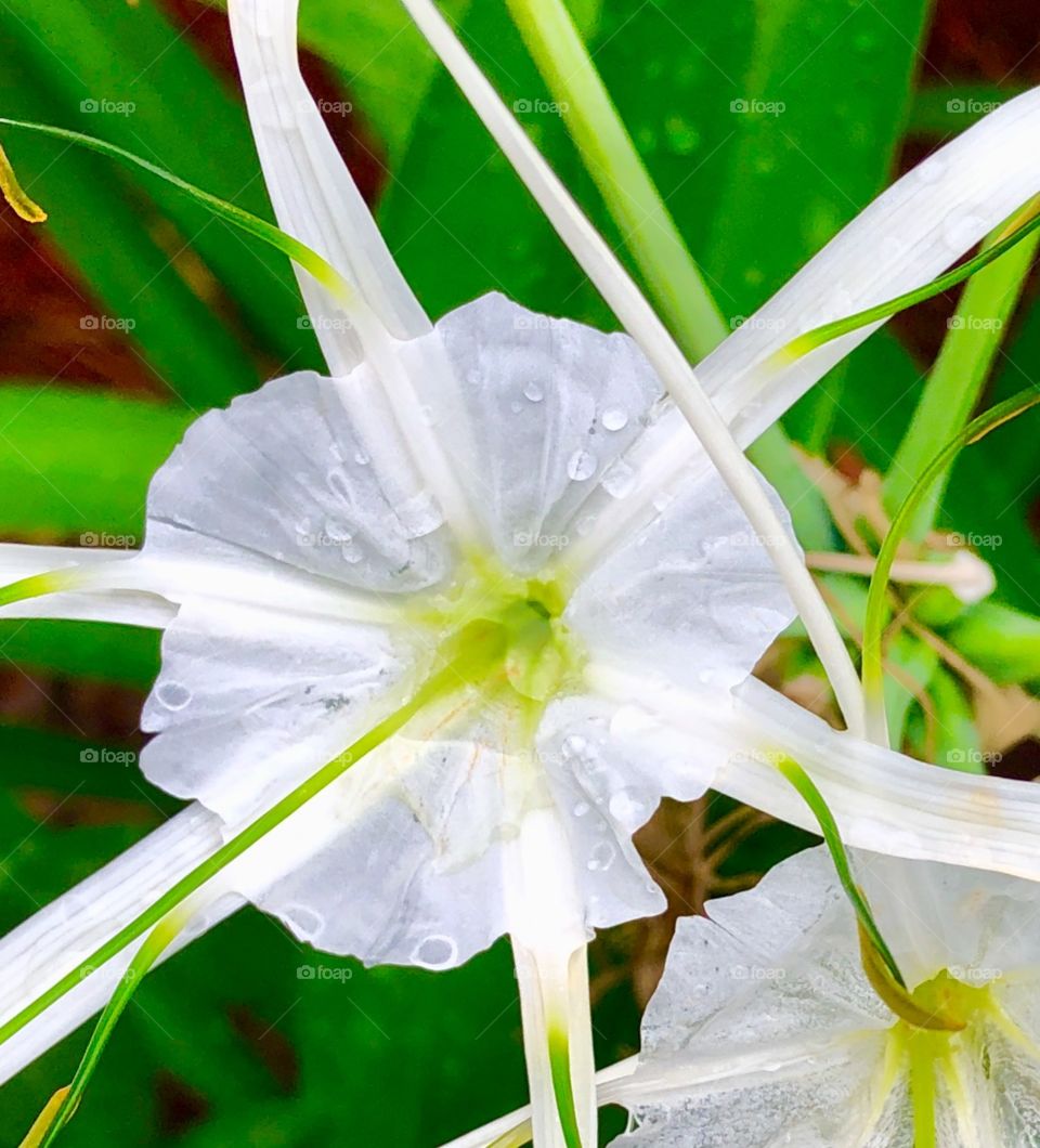 White delicate spider flower with rain drops