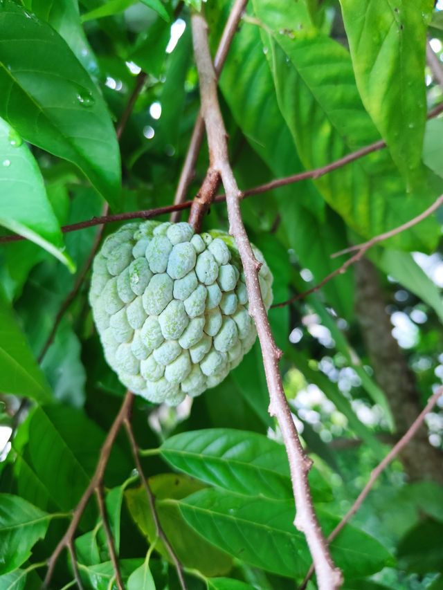 fruit