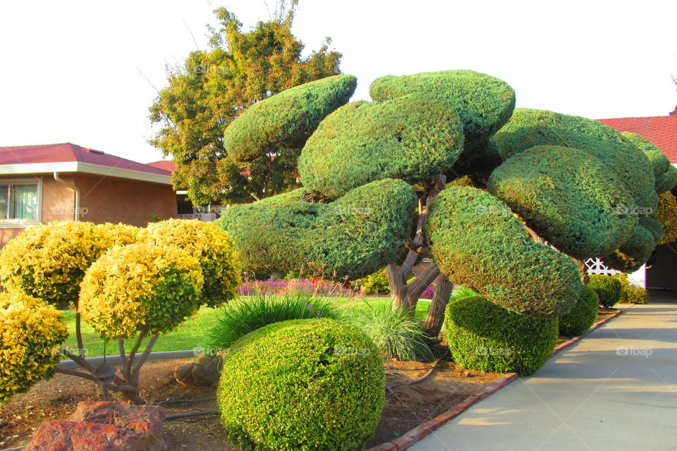 Cool shaped shrubs