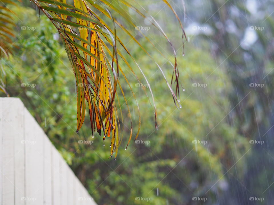 Rain drops