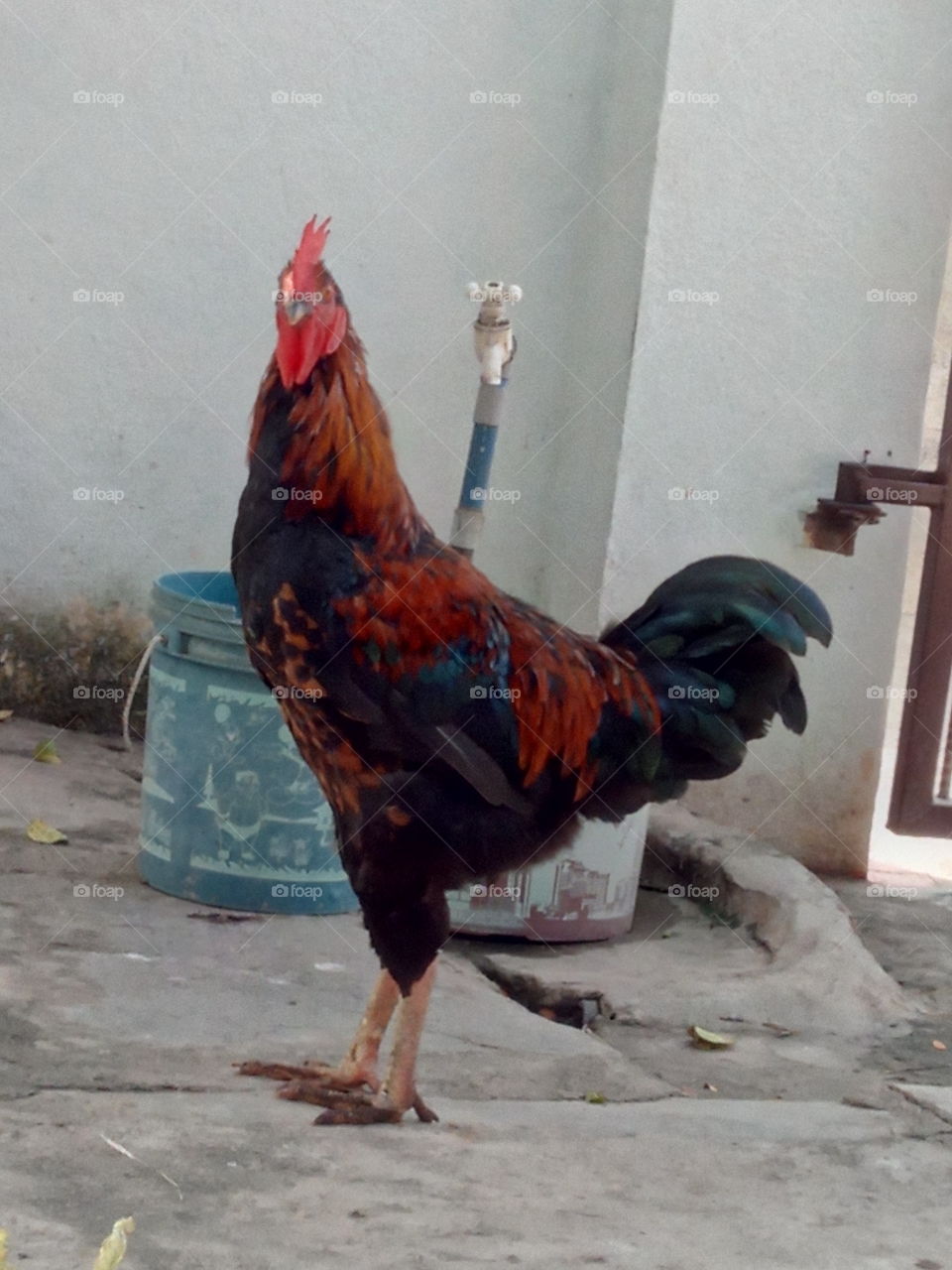 my murgi ,,,my tiger