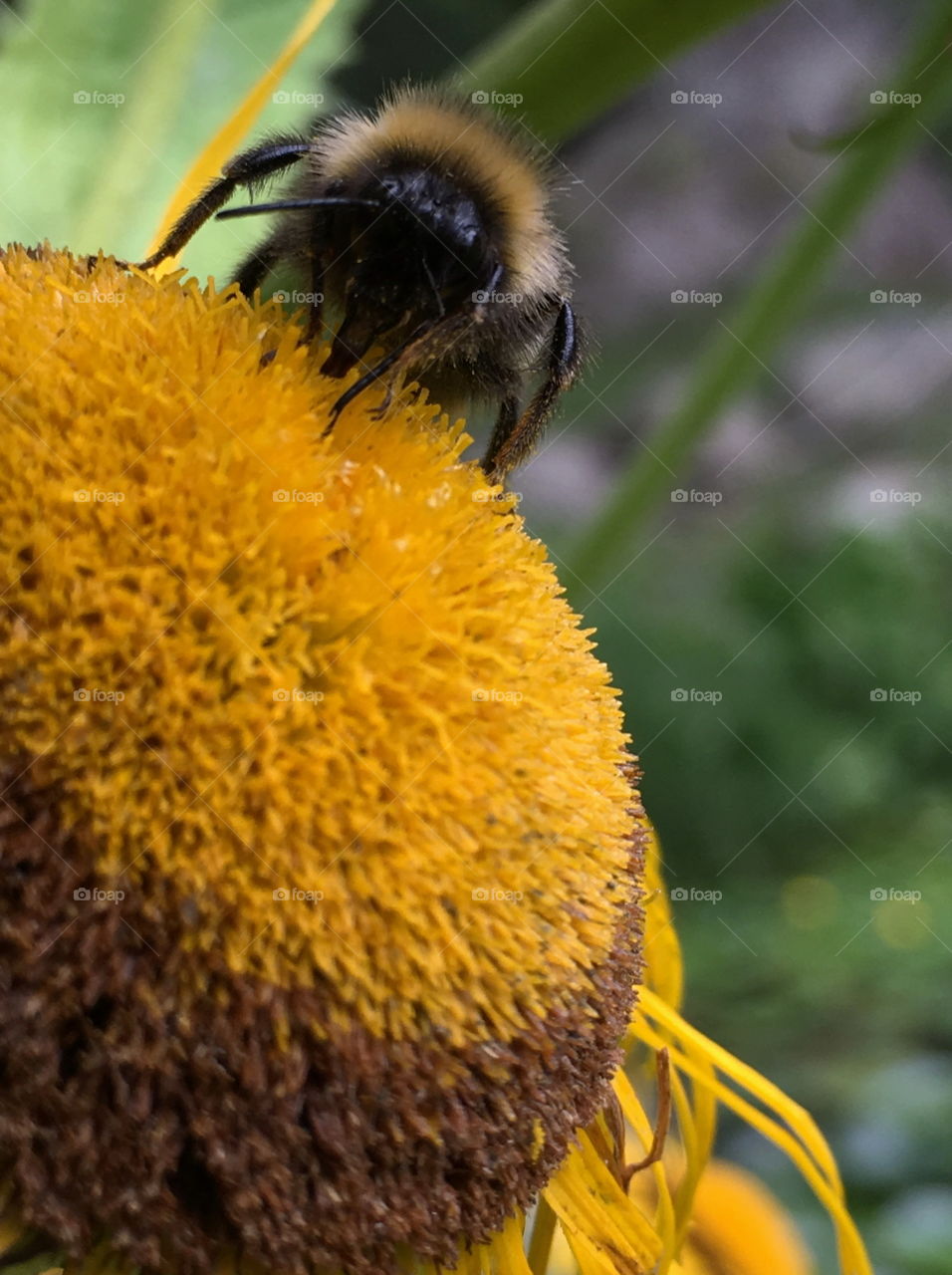 Macro shot of bee pollinating on sunflower