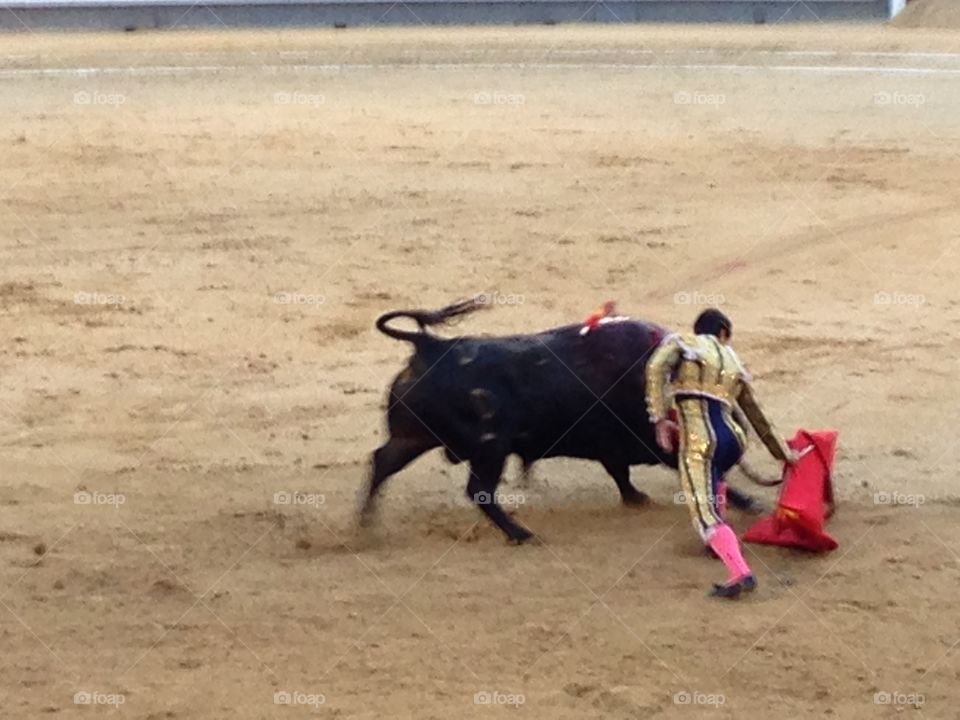 Bull, Bullfighter, Bullring, Cattle, Courage
