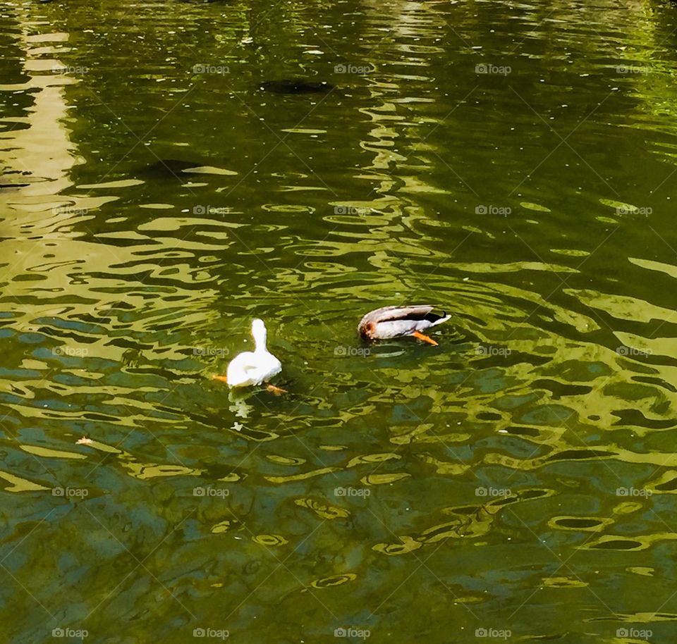 My favorite ducks. 
Love ducks. Love waters. They are good combinations. Ducks are cute, calm, and peaceful. 