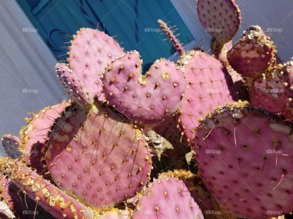 purple cactus